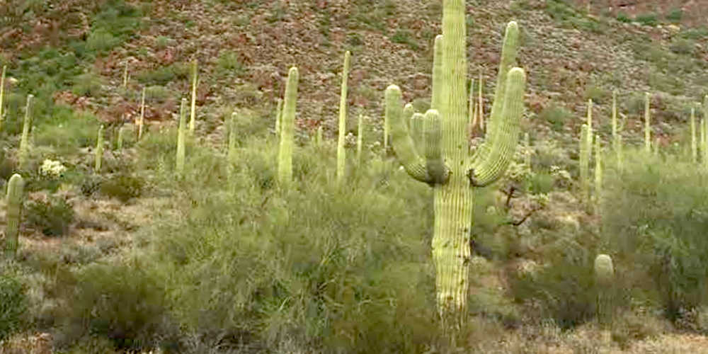 saguaro desert